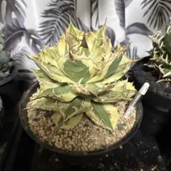 2026年最新】スナグルトゥースの人気アイテム - メルカリ