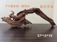 LY-010 流木 マシンガンウッド ホーンウッド アクアリウム ブランチ