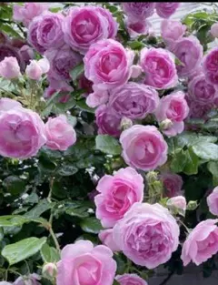 薔薇苗(ツル薔薇)のサムネイル