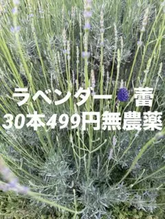 ラベンダー 挿し穂 20本 花の苗 挿し木用苗 - メルカリ
