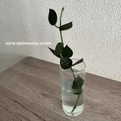 HOYA KROHNIANA SILVER ホヤ　クローニアナ　シルバーのサムネイル