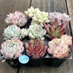 琥珀様 リクエスト 2点 まとめ商品