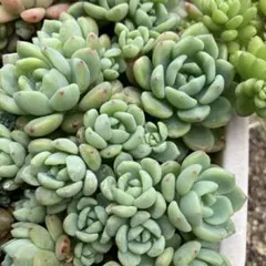 クラバツム(大群生)◎多肉植物 カット苗 韓国苗 エケベリア等 2026年最新】多肉植物 エケベリア クラバツムの人気アイテム - メルカリ