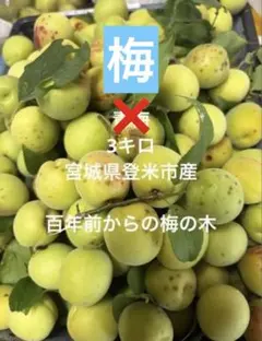 当日発送　梅農家直売　無選別　織姫（小梅）10kg 当日発送 梅農家直売 無選別完熟織姫（小梅）10kg - メルカリ