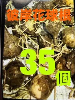 彼岸花の球根　中〜中大サイズ。　35個　プラスのサムネイル
