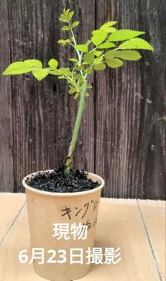 バラ苗キングローズの挿し木抜き苗 ぬ22 - メルカリ