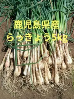 無農薬】鳥取県産 砂丘らっきょう ラッキョウ 5kg L～LLサイズ - メルカリ
