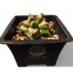 2026年最新】鶴仙園 鉢の人気アイテム - メルカリ