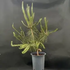 赤エゾマツ苗木 90センチ コニファー 針葉樹 苗木 鉢植え - メルカリ