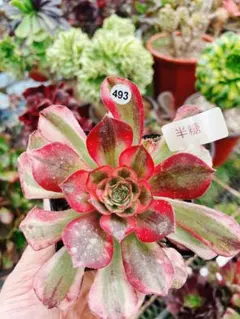f*i様 493 半糖 多肉植物 アエオニウム 抜き苗