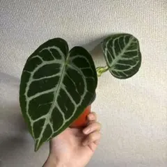 Anthurium AOS✖️RVDP斑入り - メルカリ