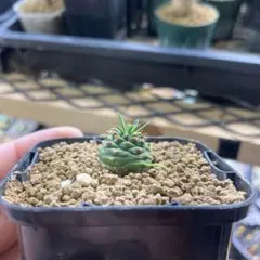 2025年最新】オベサ 鉄甲の人気アイテム - メルカリ