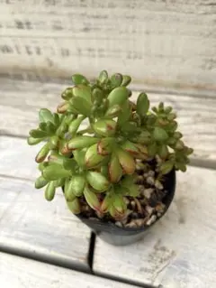 2026年最新】アエオニウムの人気アイテム - メルカリ