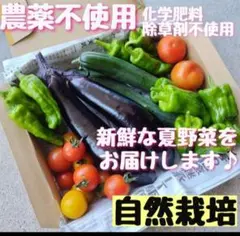 【箱数限定価格】農薬不使用 化学肥料不使用 野菜詰め合わせ 野菜セット 夏野菜のサムネイル