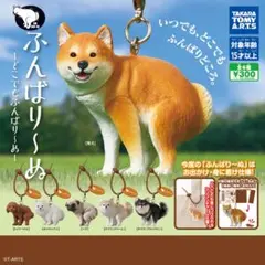 ふんばりーぬ 柴犬