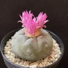 2026年最新】銀冠玉の人気アイテム - メルカリ