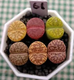 2025年最新】リトープス 種の人気アイテム - メルカリ