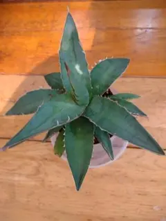 アガベ 実生