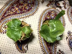 2026年最新】ビカクシダ 胞子 セットの人気アイテム - メルカリ