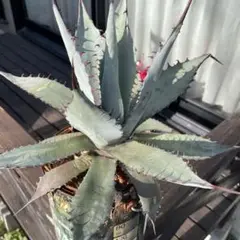 （希少） ロングスパインタイプ アガベ　パリー　ネオメキシカーナ アガベ パリー ネオメキシカーナ agave prryi ssp.neomexicana 1