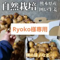 生姜 600g 囲い生姜 農薬肥料栽培期間中不使用 熊本県産 自然栽培 自然農のサムネイル