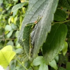 オオムラサキやゴマダラチョウの餌【増量中】榎 挿し木15本シンボルツリーに22のサムネイル