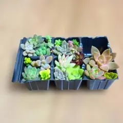 多肉植物 カット苗セット