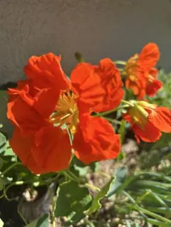 HIMAWARI様 リクエスト 4点 まとめ商品