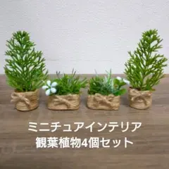 ミニチュア観葉植物4個セット