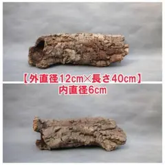 2026年最新】コルク樹皮 キャノンの人気アイテム - メルカリ