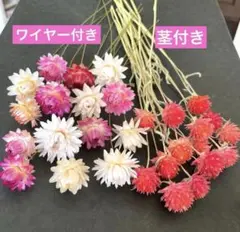 ⭐ドライフラワー❇️ネイティブフラワー❣️プルモサム - メルカリ