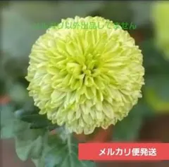 b ポンポン菊 根付き苗 1株 メルカリ便発送‼️のサムネイル