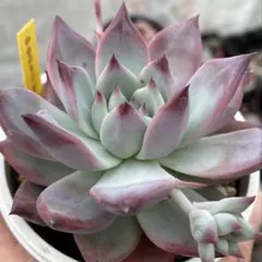 白石 中里リンゼアナ自家受粉種子 多肉植物 中里リンゼアナ自家受粉種子⑨ - メルカリ