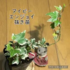 アイビー苗　エンジョイ　抜き苗　根付き　純喫茶