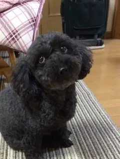 melciさま　ご確認用