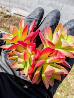 多肉植物 セダム カット苗 詰め合わせ - メルカリ