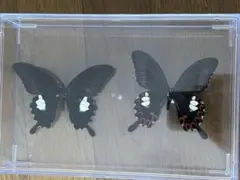 レア産地 カミギン島産 アルフェノールアゲハ - メルカリ