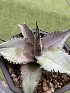 アガベ　チタノタ　ライオンズメーンのサムネイル