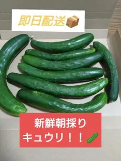 きゅうり　無農薬　ネコポス　格安！のサムネイル