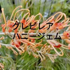 アロハ様 リクエスト 3点 まとめ商品