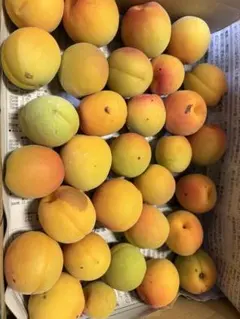 青森県産　豊後梅　完熟