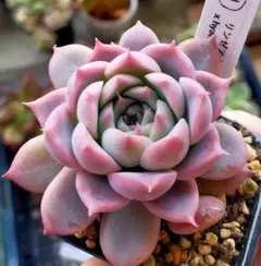 2025年最新】多肉リンゼアナの人気アイテム - メルカリ