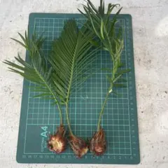 2025年最新】蘇轍の人気アイテム - メルカリ