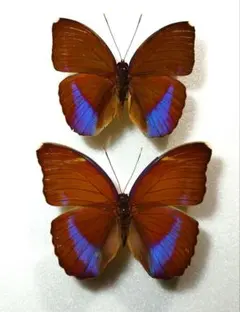 ルリモンアゲハ♂♀標本☆北スマトラ島産☆鮮度抜群・♀少数77/78mm