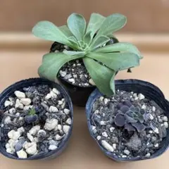 多肉植物 ハオルチア 赤線レンズオブツーサ錦 糊斑 鮮明錦 超美品
