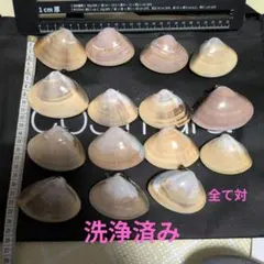 洗浄済み、茨城県　鹿島灘はまぐり　貝殻対 15個セット
