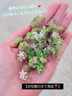 ꕤclara*様 リクエスト 4点 まとめ商品