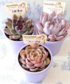 2025年最新】ファームパルクさん苗の人気アイテム - メルカリ