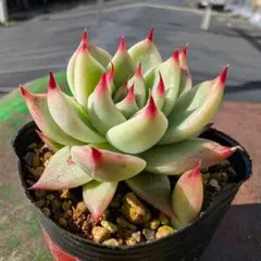 shocola20様 リクエスト 2点 まとめ商品