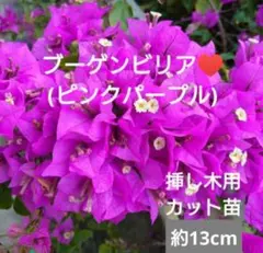 2026年最新】ブーゲンビリアパープルの人気アイテム - メルカリ